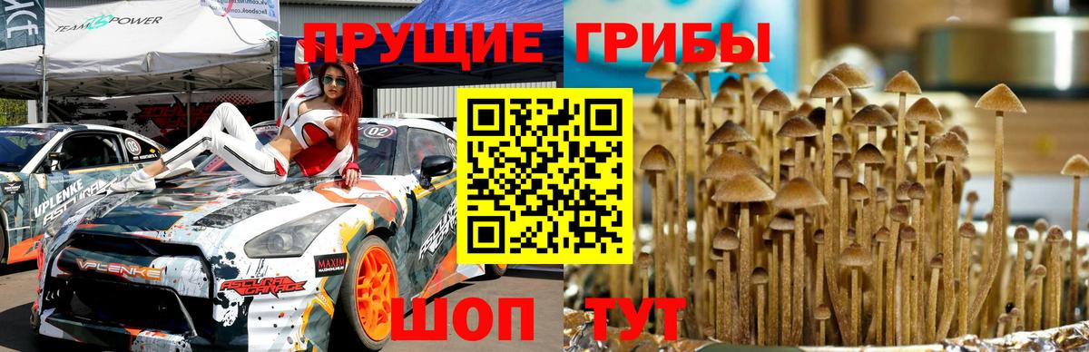 Вышний Волочёк  Галлюциногенные грибы Cubensis  Вход с VPN 